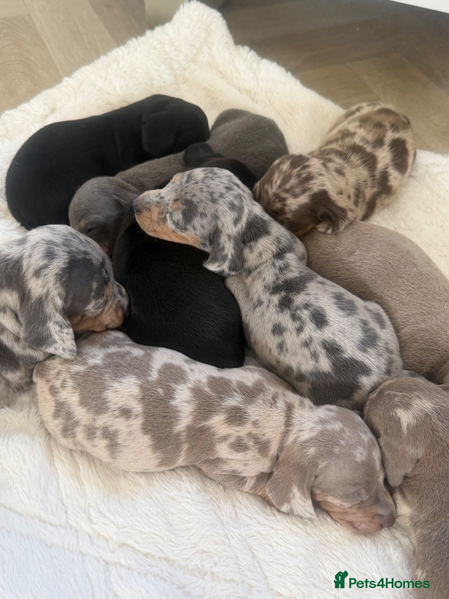 Dachshund dogs Standard Dachshund Puppies - Advert 6