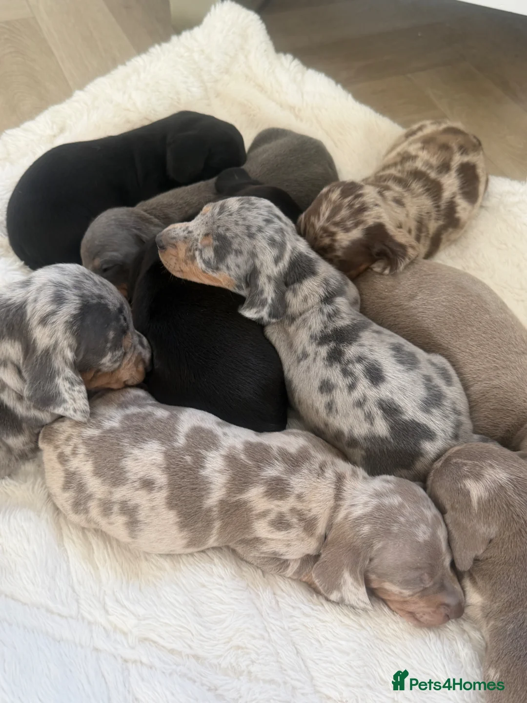 Dachshund dogs for sale: Standard Dachshund Puppies - Advert 1