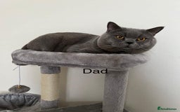 British Shorthair cats for sale: Mix British shorthair kittens for sale  - Image 23
