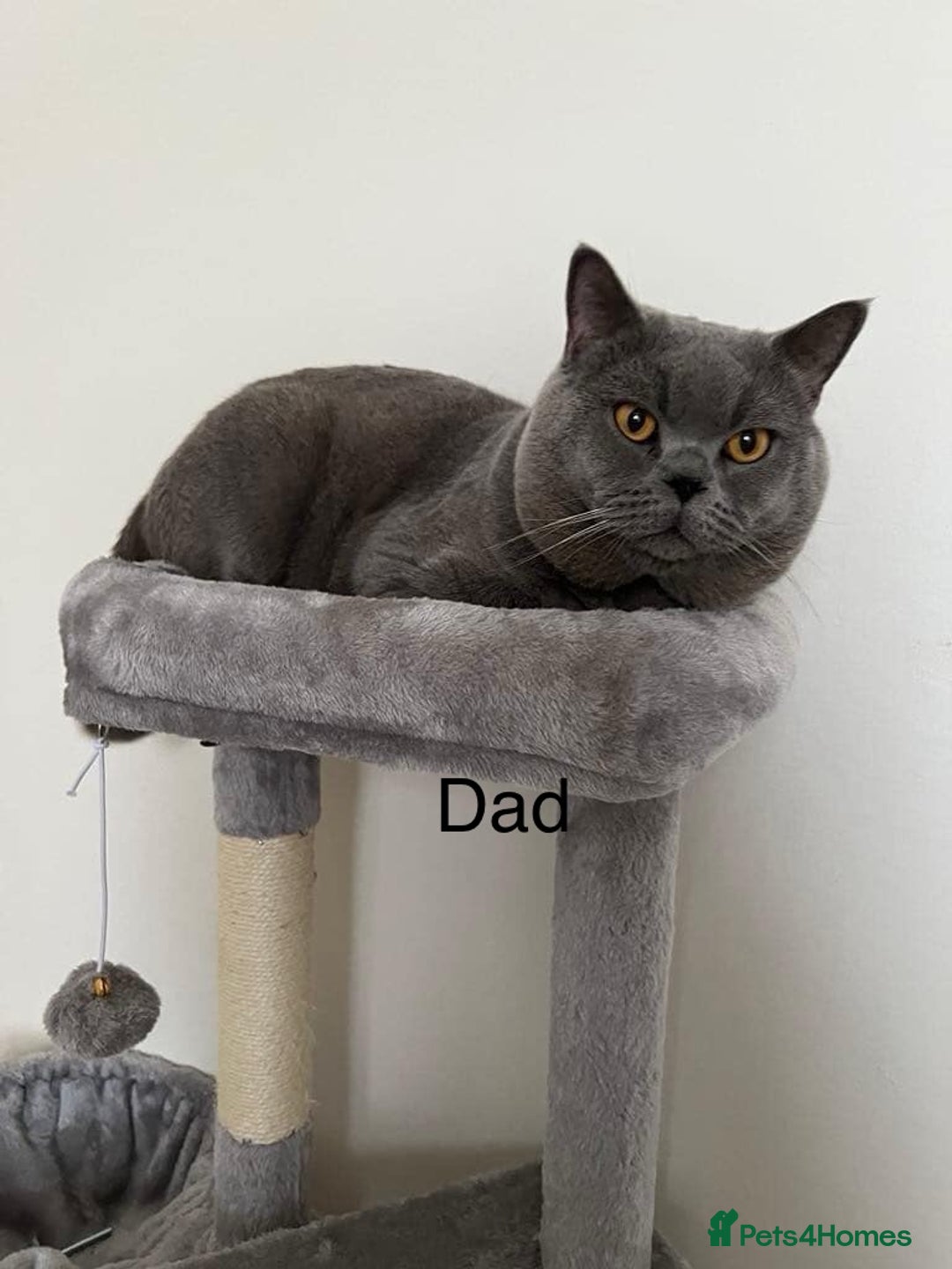 British Shorthair cats for sale: Mix British shorthair kittens for sale  - Image 23