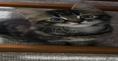 Mixed Breed cats - Advert 9