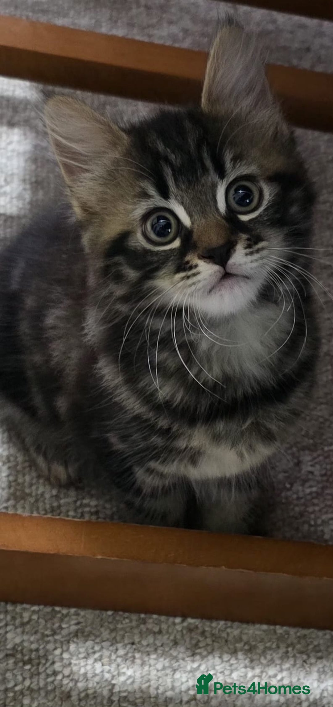 Mixed Breed cats for sale: RH16 3HE - Image 3
