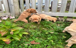 Labrador Retriever dogs for sale: Stunning Fox red labradors - Image 5