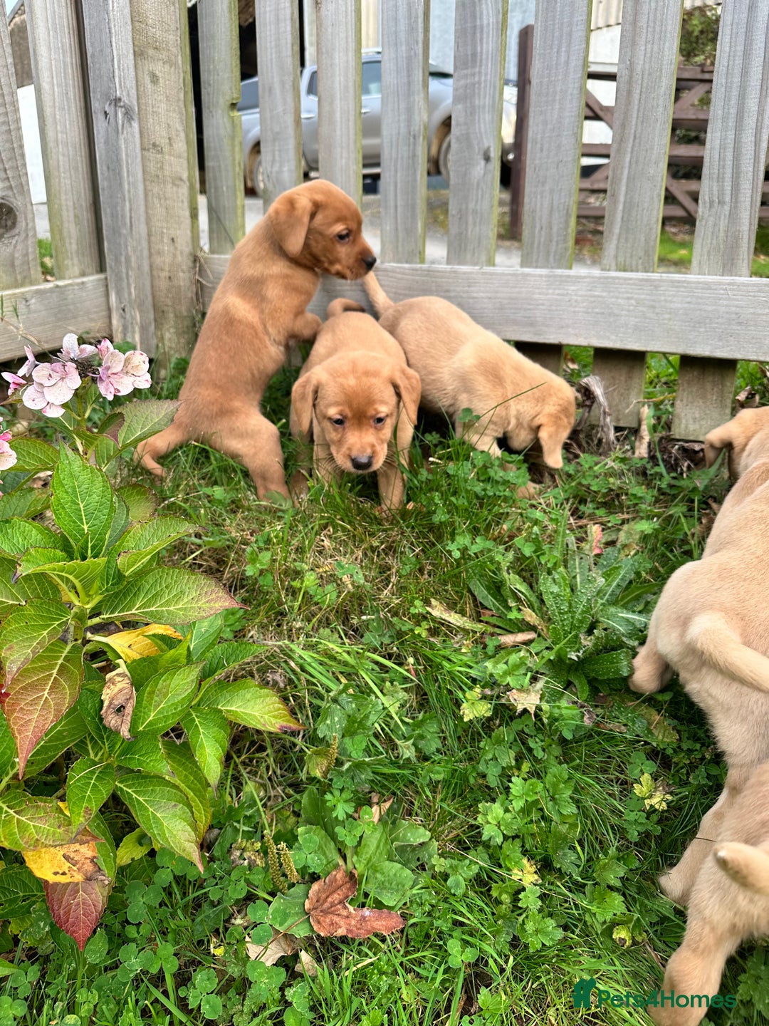 Labrador Retriever dogs for sale: Stunning Fox red labradors - Image 5