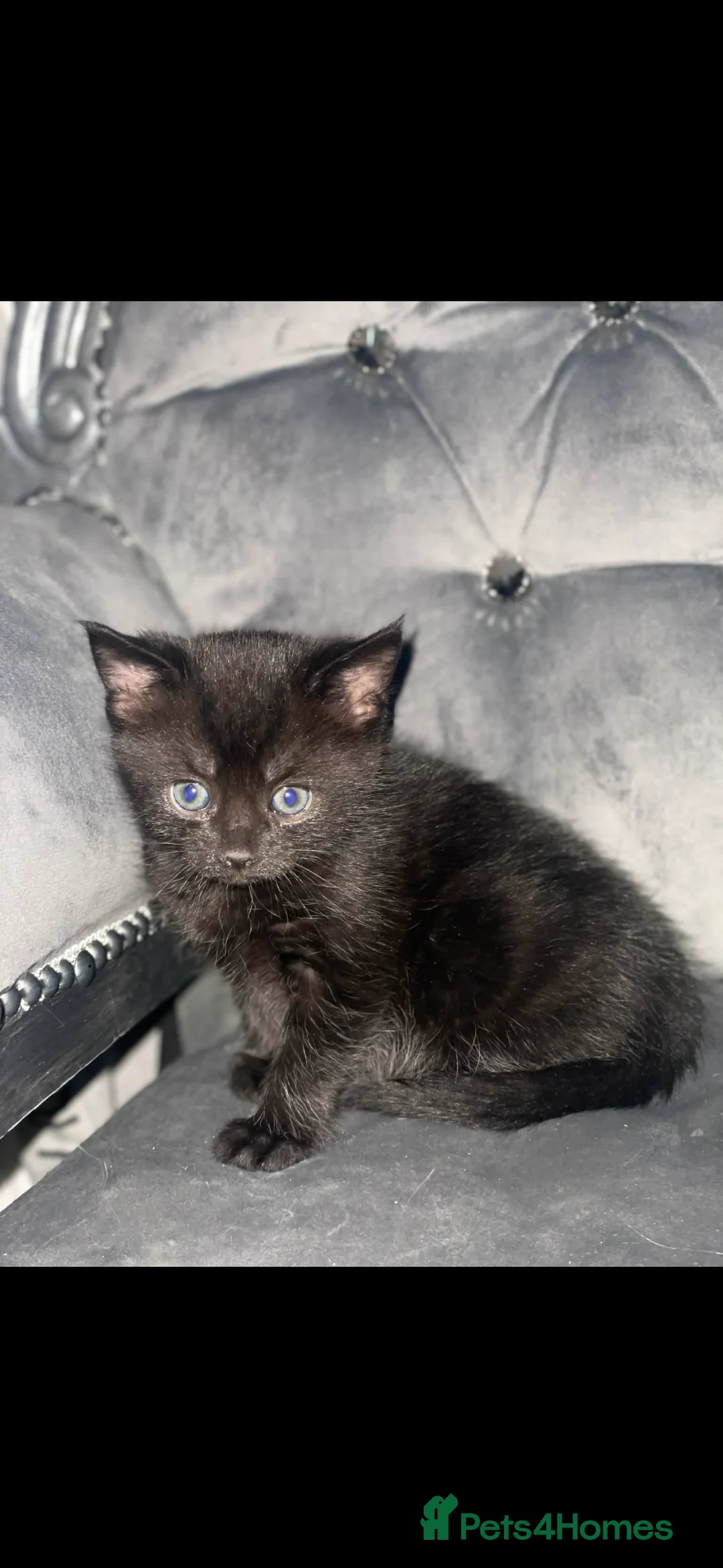 Mixed Breed cats for sale: Kittens for sale - Advert 2