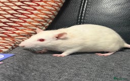 Rat rodents for sale: 3 x female rats  - Image 6