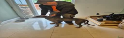 Lurcher dogs for sale: Bull lurcher pup in Stockport - Advert 2