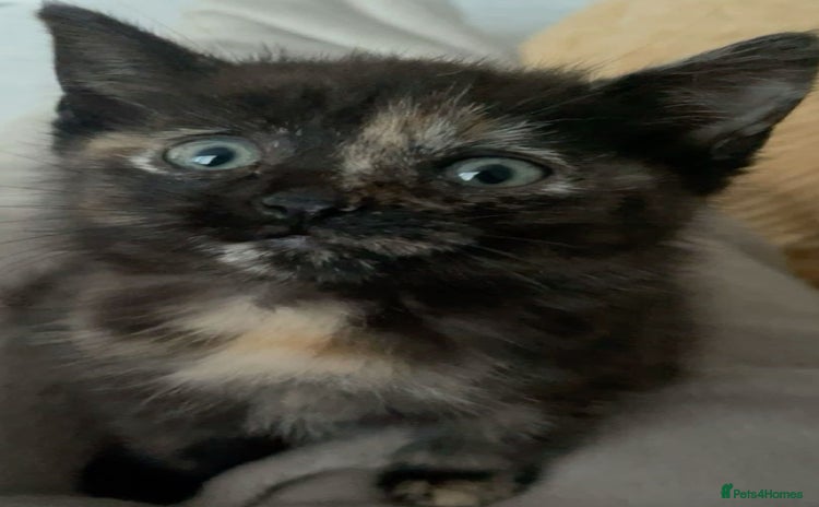 Mixed Breed cats - Advert 1