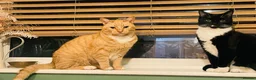 Mixed Breed cats for sale: Loving Homes Needed for Our Much-Loved Cats  in Pwllheli - Advert 7