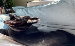 Domestic Shorthair cats for sale: two adorable black kittens ready for collection - Image 7