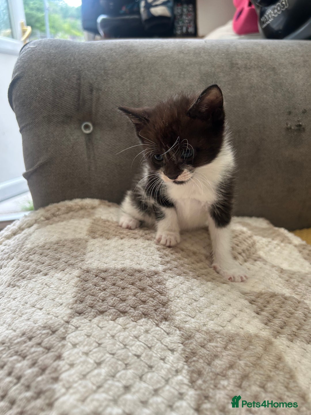 Mixed Breed cats for sale: Female kitten - Image 2