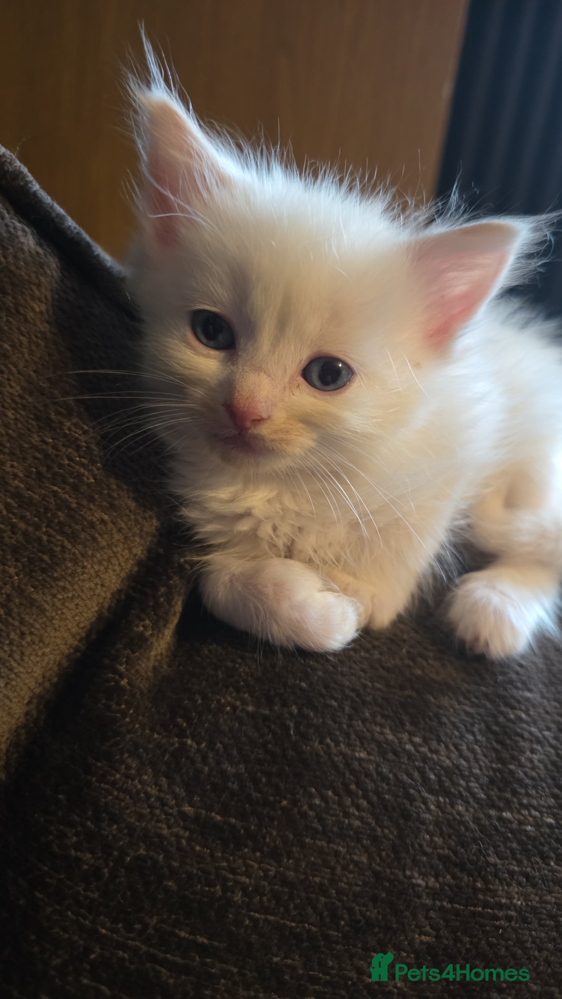 Maine Coon cats Maine×ragdoll - Advert 1