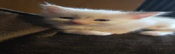 Maine Coon cats for sale: Maine×ragdoll - Advert 4
