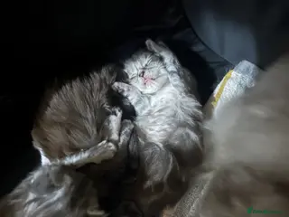 Maine Coon cats ⭐️3 beautiful maincoon kittens looking for homes - Advert 18