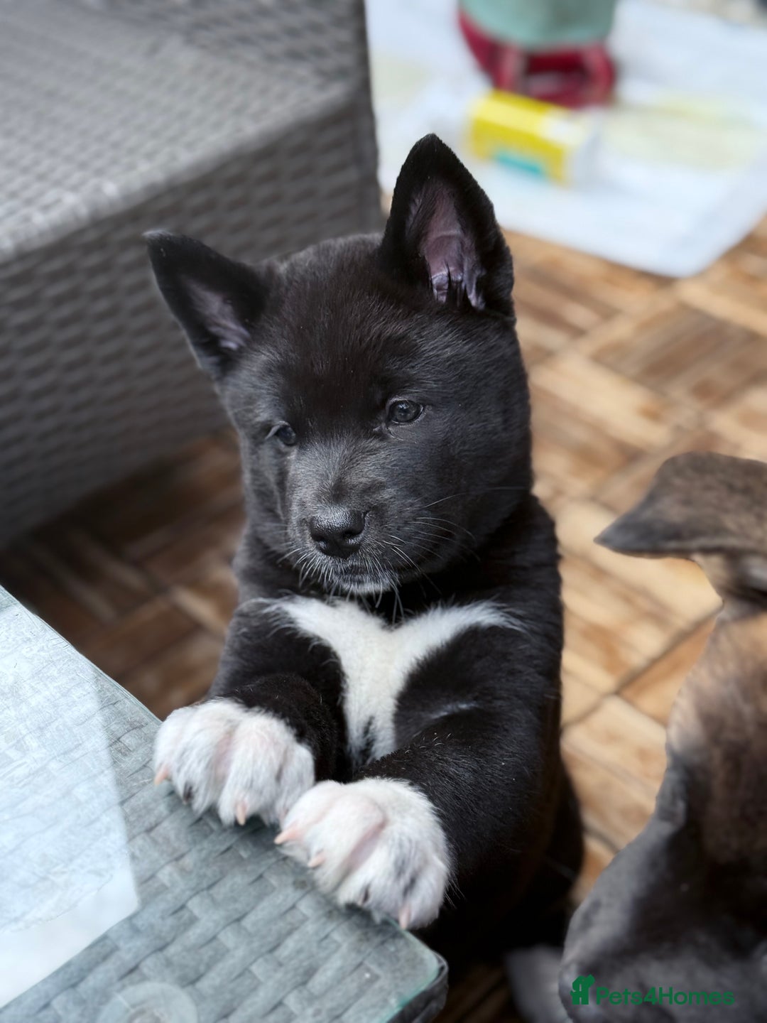 Akita dogs for sale: American Akita puppies - Advert 21