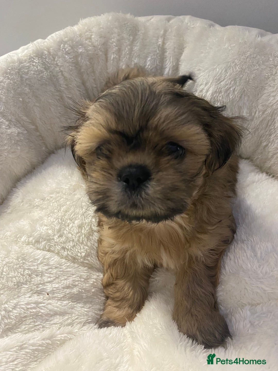 Shih Tzu dogs for sale: Imperial Shih Tzu three girls available - Advert 4