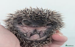 Pygmy Hedgehog rodents for sale: Gorgeous Hoglets Ready to Reserve Now - Image 5