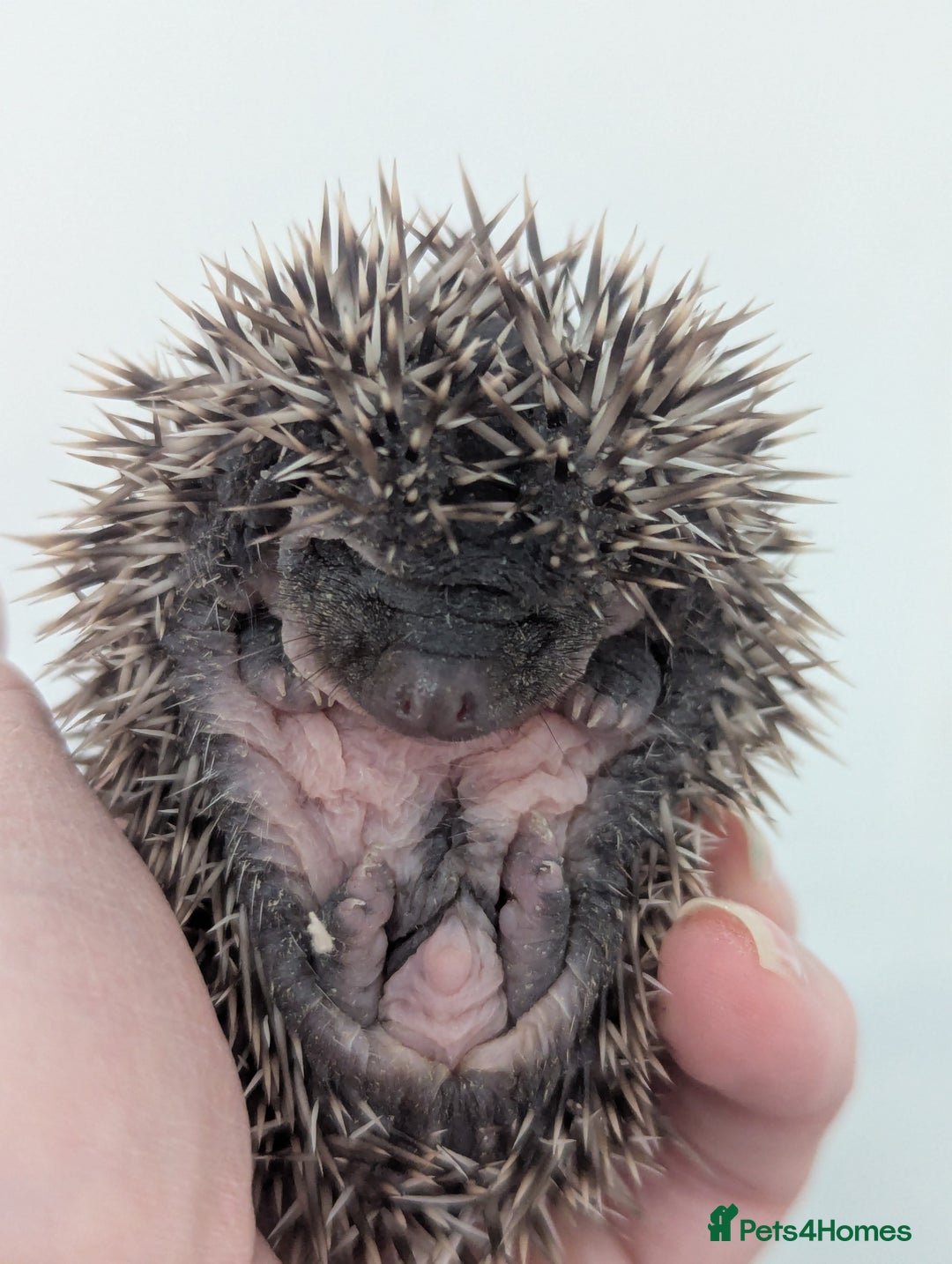 Pygmy Hedgehog rodents for sale: Gorgeous Hoglets Ready to Reserve Now - Image 5
