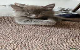 Domestic Shorthair cats for sale: Kittensss - Image 9