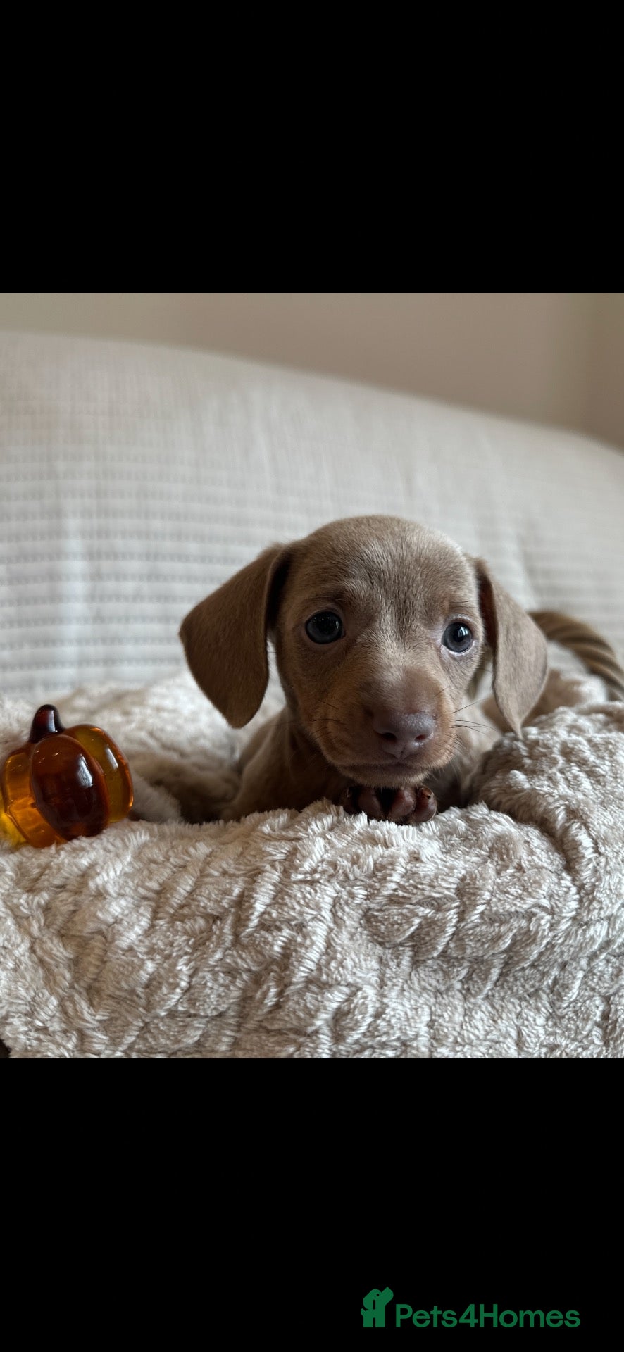 Miniature Dachshund dogs 🤍exceptional KC PRA clear🤍 - Advert 2