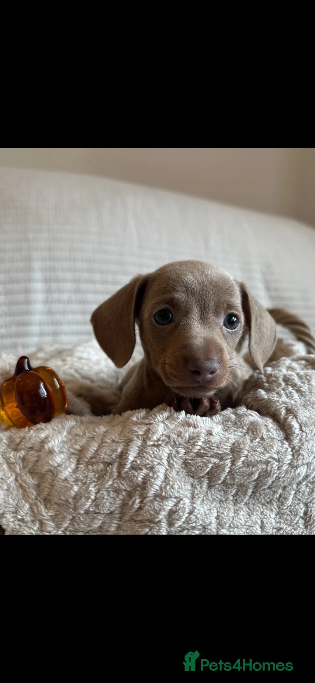 Miniature Dachshund dogs for sale: 🤍exceptional KC PRA clear🤍 - Advert 2