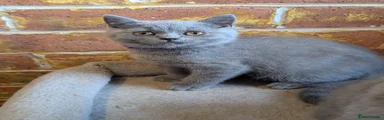 British Shorthair blue female 