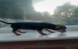 Mixed Breed dogs for sale: Two gorgeous jackrussel cross chihuahua pups  - Image 3