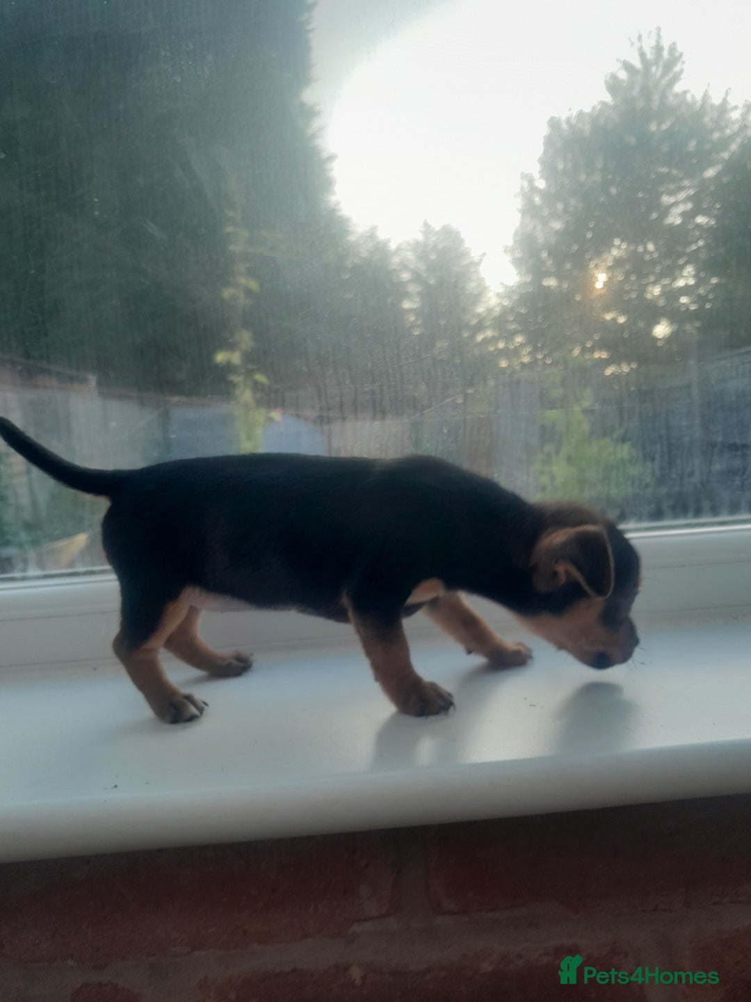 Mixed Breed dogs for sale: Two gorgeous jackrussel cross chihuahua pups  - Image 3