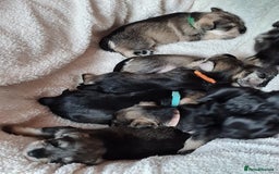 Miniature Schnauzer dogs for sale: Beautiful KC Reg. Miniature Schnauzer Puppies - Advert 4