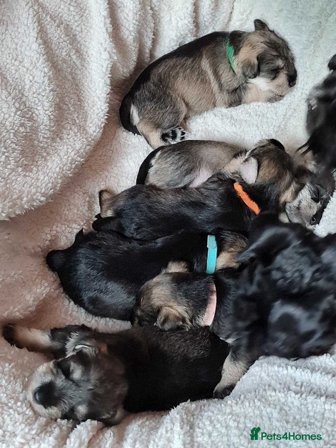 Miniature Schnauzer dogs for sale: Beautiful KC Reg. Miniature Schnauzer Puppies - Advert 4