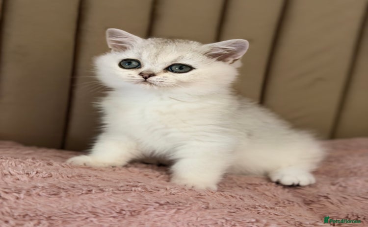 British Shorthair cats - Advert 12