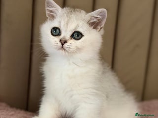 British Shorthair cats - Advert 1