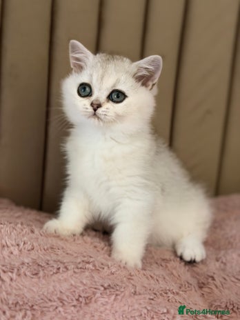 British Shorthair cats - Advert 12