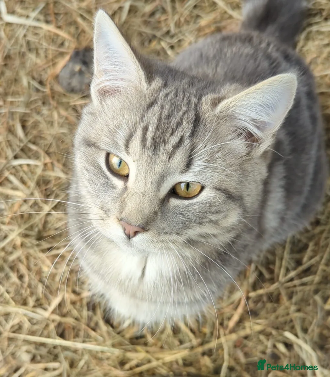Domestic Shorthair cats for sale: Lovely Domestic short hair kittens  - Advert 1