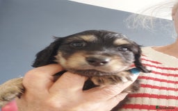 Miniature Dachshund dogs for sale: BEAUTIFUL K C REG PRA CLEAR MINI LONG HAIRED DAXIS - Image 3