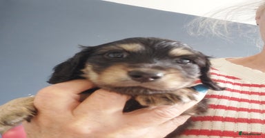 Miniature Dachshund dogs - Advert 4