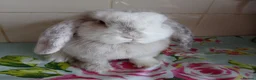 Mini Lop rabbits for sale: Pedigree Mini Lops in Tamworth - Advert 5