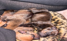 Mixed Breed dogs for sale: Rottweiler x Staffordshire bull terrier puppies - Image 10