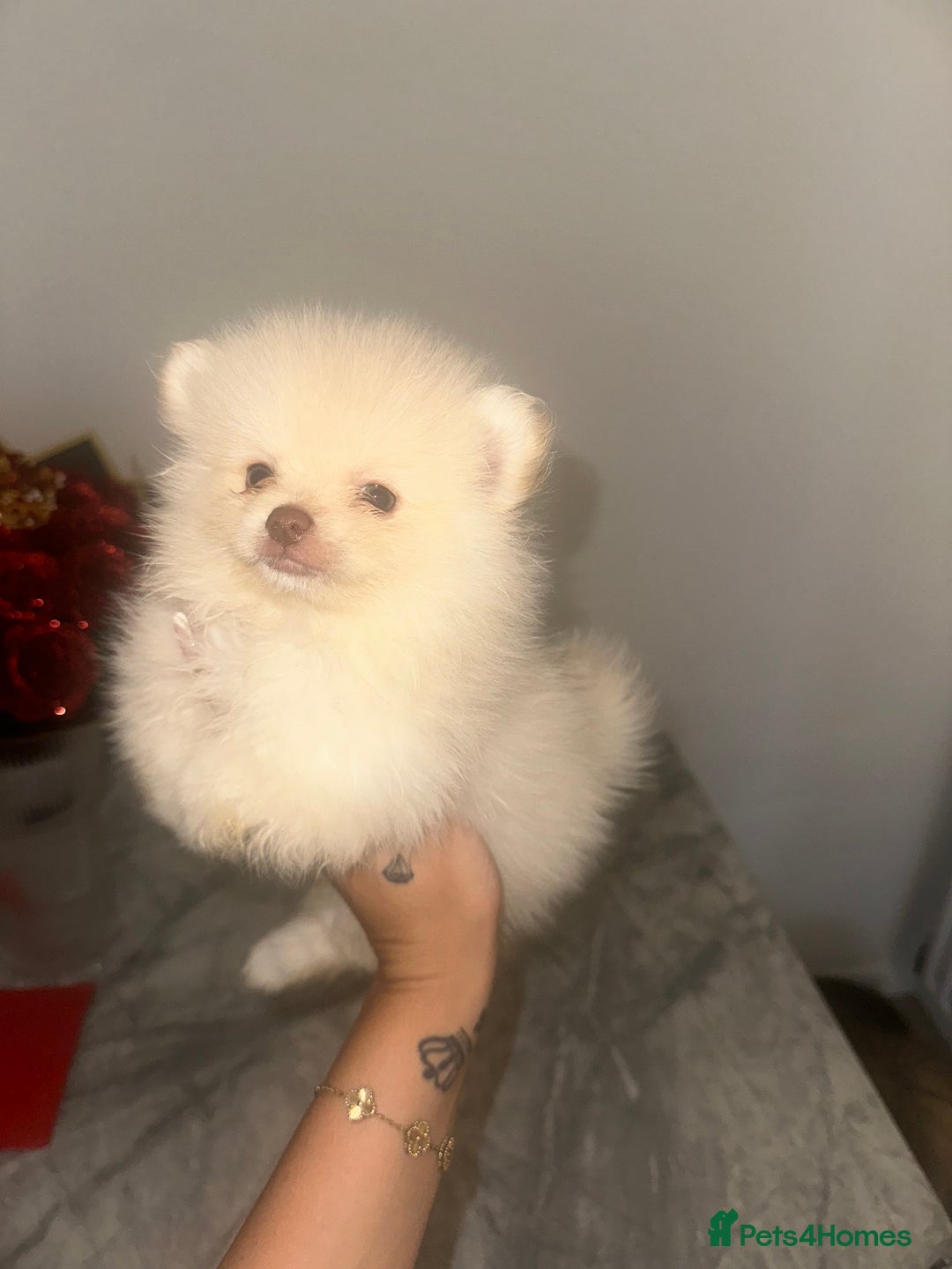 Pomeranian dogs for sale: 3 beautiful Pom - Image 5