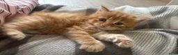 Domestic Shorthair cats for sale: 6 gorgeous kittens looking for loving home - Advert 11