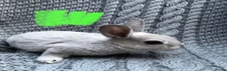 Rex rabbits for sale: Purebred Velvet Mini Rex Sable rabbits - Advert 13