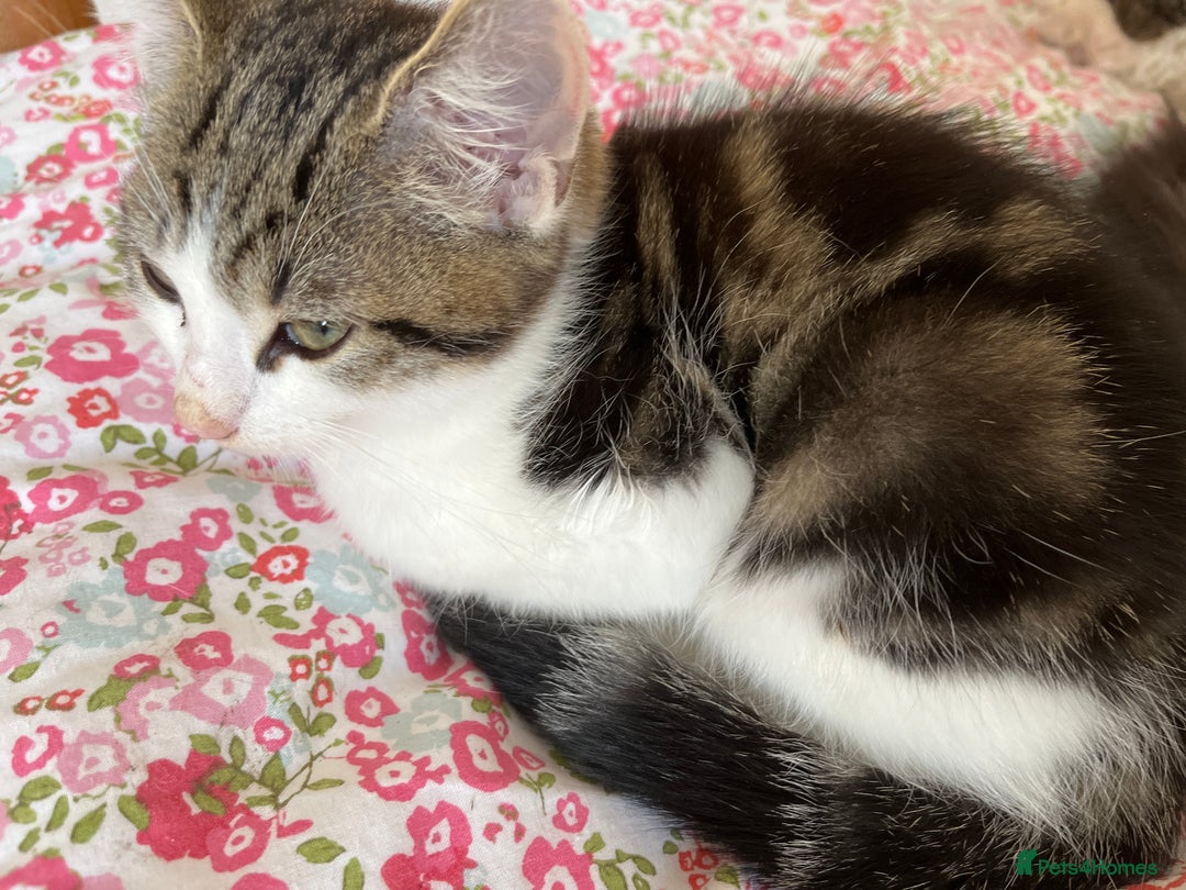 British Shorthair cats for sale: Male kitten four months  - Image 4