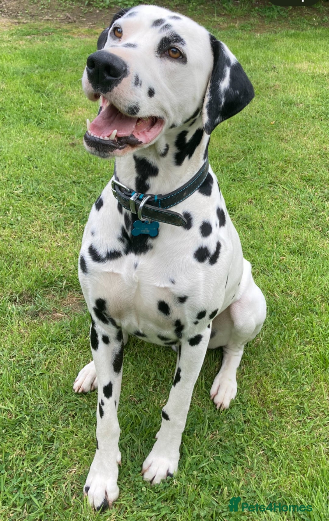 Mixed Breed dogs for sale: Pyrematian puppies - Advert 7