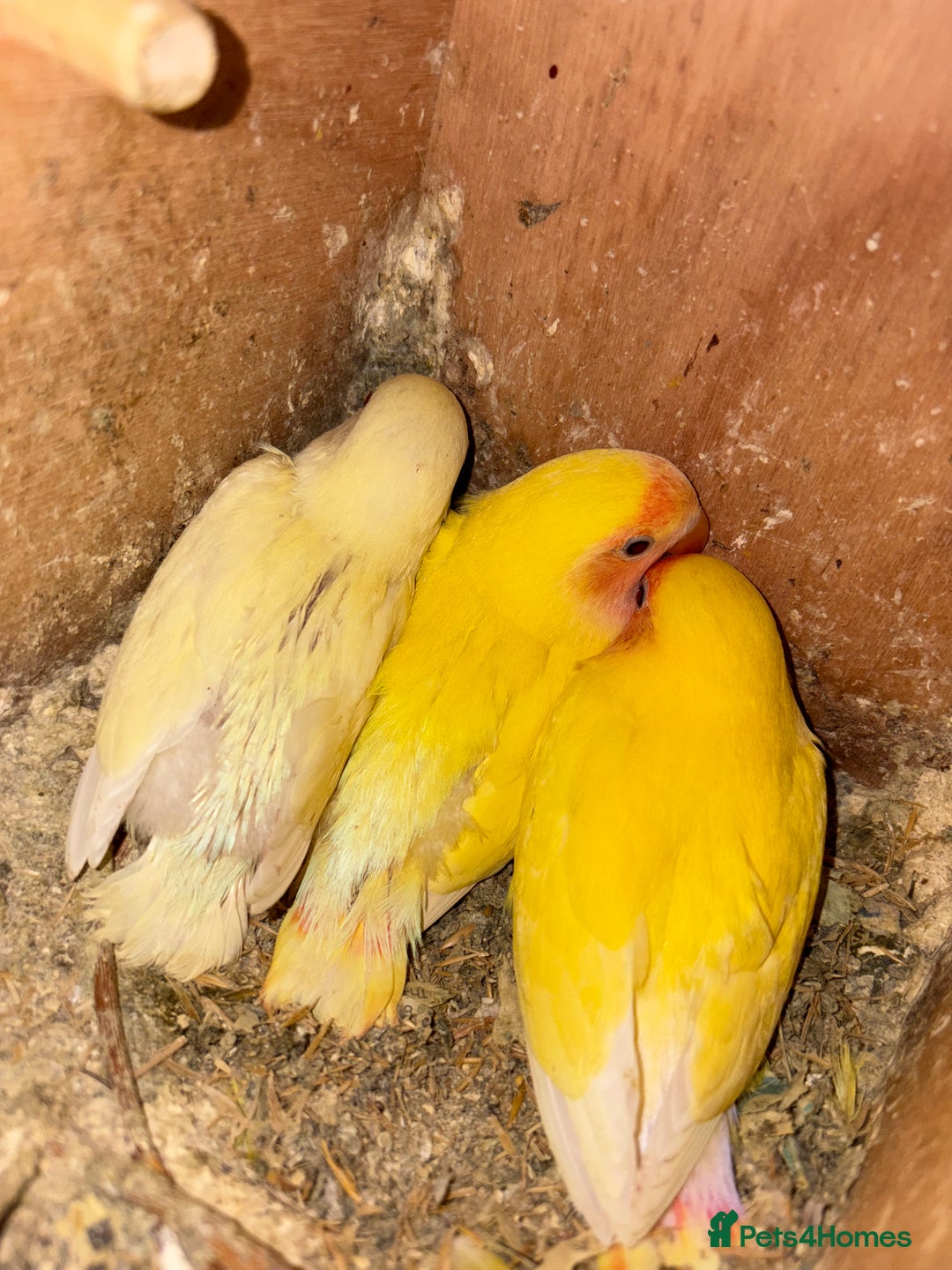 Lovebirds birds for sale: Baby love birds for sale  - Advert 1