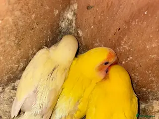 Lovebirds birds Baby love birds for sale - Advert 17