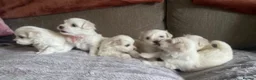 Maltese dogs for sale: Maltese puppies for sale  - Advert 3