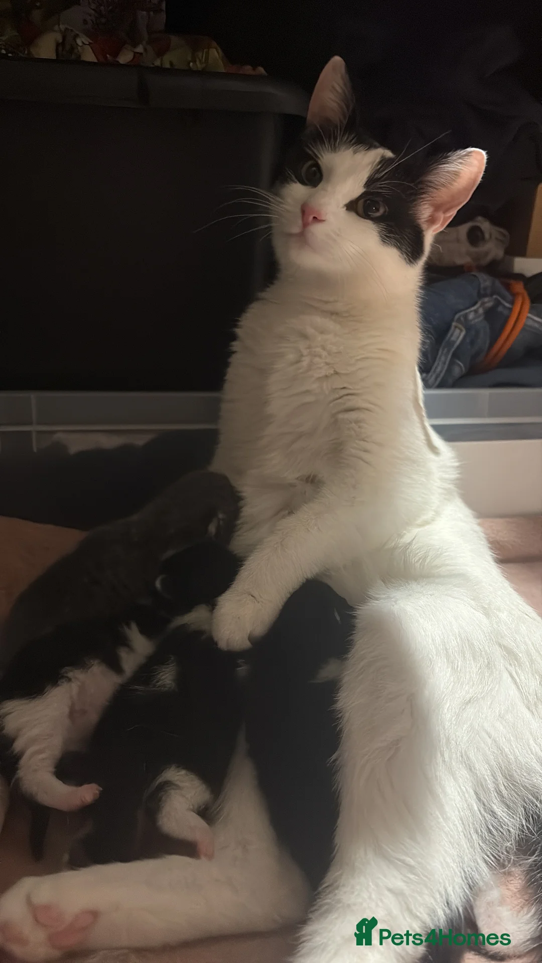 Mixed Breed cats for sale: Two kittens left  - Advert 5