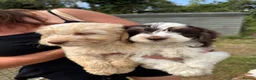 Cockapoo dogs for sale: cockapoo puppies  - Advert 4