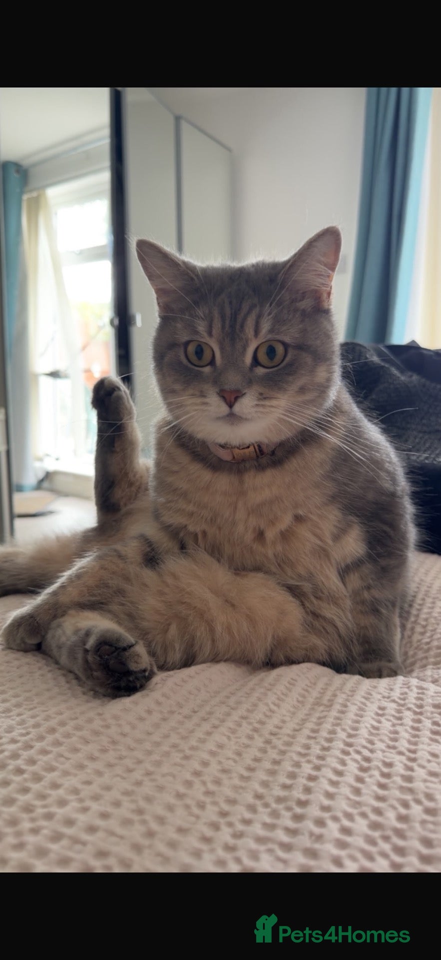 Mixed Breed cats Half Mainecoon Half British Shorthair Rehome - Advert 3