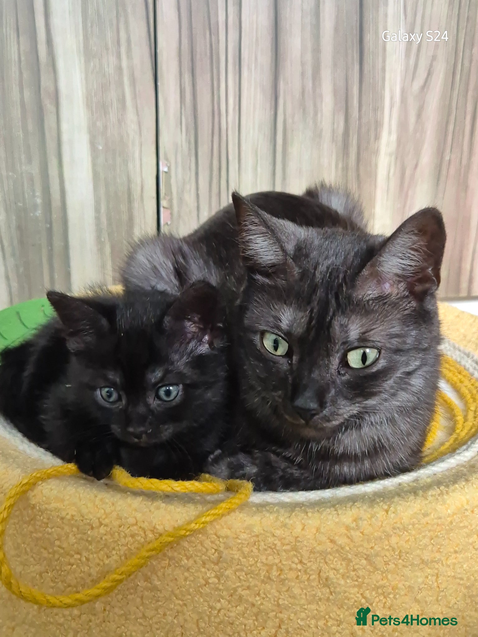 Mixed Breed cats Black smoke tabby  - Advert 3
